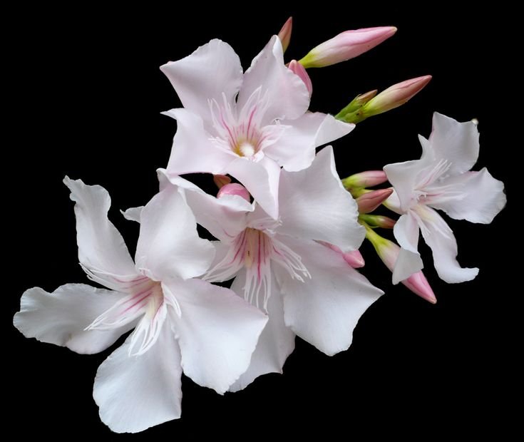 pommelar's tweet photo. Fun facts:
3. The official flower of the city of Hiroshima, Japan due to be the first plant to bloom there following the devastation of the atomic bombing in 1945.
4. Has been depicted in ancient murals &amp; was found perfectly preserved in volcanic ash in the ruins of Pompeii. https://t.co/KuJ69T3W2K