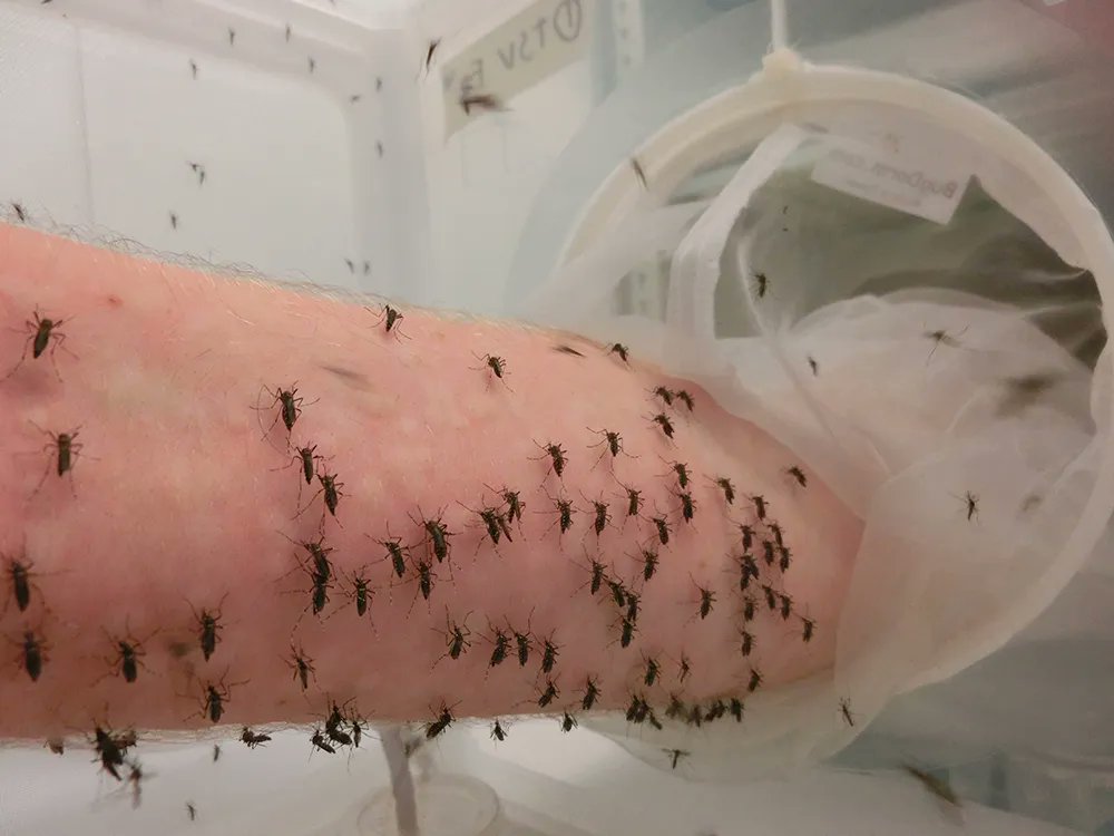 CurioSphereX's tweet photo. 🚨: Google Wants to Release Millions of Mosquitoes to Help Fight Disease in the U.S. 🦟🔬

Verily, the life sciences division of Alphabet Inc., is seeking approval to release up to 32 million lab-reared male mosquitoes in California and Florida over two years. https://t.co/BxpaKQvRiM