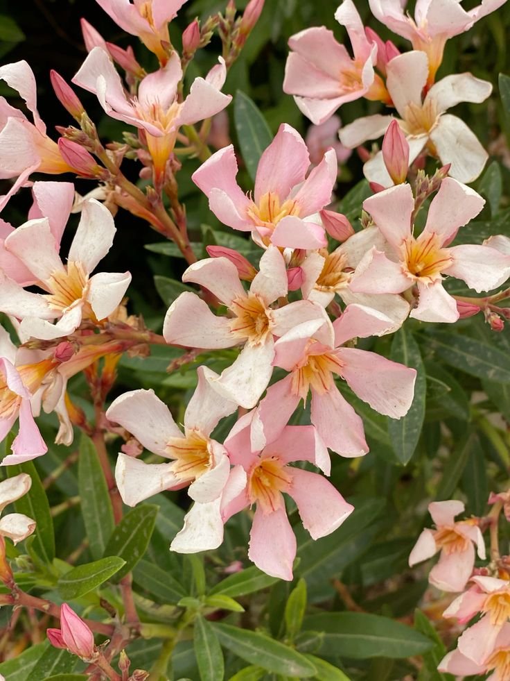 pommelar's tweet photo. Fun facts:
3. The official flower of the city of Hiroshima, Japan due to be the first plant to bloom there following the devastation of the atomic bombing in 1945.
4. Has been depicted in ancient murals &amp; was found perfectly preserved in volcanic ash in the ruins of Pompeii. https://t.co/KuJ69T3W2K