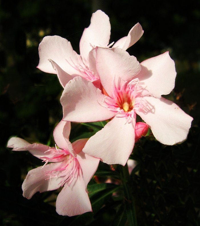 pommelar's tweet photo. Fun facts:
3. The official flower of the city of Hiroshima, Japan due to be the first plant to bloom there following the devastation of the atomic bombing in 1945.
4. Has been depicted in ancient murals &amp; was found perfectly preserved in volcanic ash in the ruins of Pompeii. https://t.co/KuJ69T3W2K