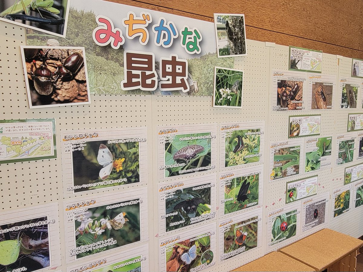 setagaya_tm's tweet photo. 【ビジターセンター展示のお知らせ】🐞🦋
 「みぢかな昆虫展」開催中！

 身近な自然の中で見られる昆虫たちを、展示でご紹介しています。

 📅 開催期間：9月下旬ごろまで

▼ビジターセンターについては財団ホームページ
https://t.co/pV4EKUG0we https://t.co/LXFltFwK1q