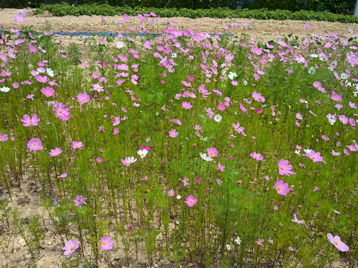 transvestite1a's tweet photo. 夏前なのに。

コスモスみーっけ。

ちょっと早いと思うんです���ど。 https://t.co/KIc70vrFhF