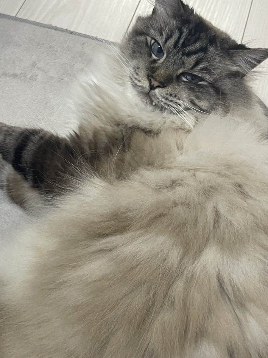 pito0925's tweet photo. 呼んだ？　　だる
て顔してる猫🐱

#猫 https://t.co/aZarommJk9