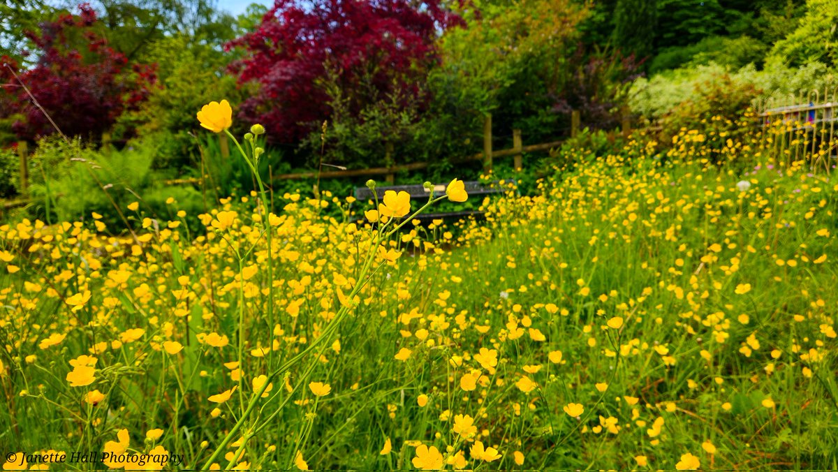 JanetteHall's tweet photo. Buttercups ๐ in the Japanese Garden, Avenham and Miller Park, Preston
#buttercups #flowers #yellow #green #leaves #spring #flowers #nature #NatureBeauty #preston #lancashire #morning #landscape #landscapephotography @blogpreston @ParksInPreston @prestoncouncil https://t.co/mfNDaPL0WW