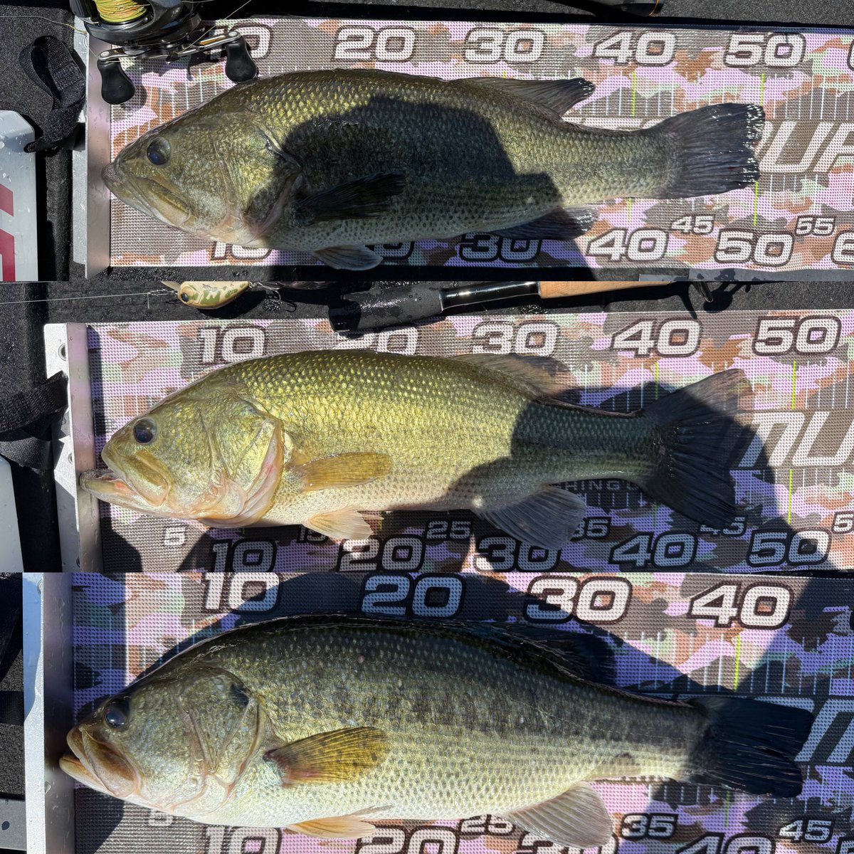0502_fishing's tweet photo. 全然釣れんかったけど釣れた3匹が50.47.45 (甘計測)
水位のあれでか全然葦際ついてない ?

明日は何処行こうか
 #道仙田  #旧小貝川 https://t.co/hY8IYWp3og
