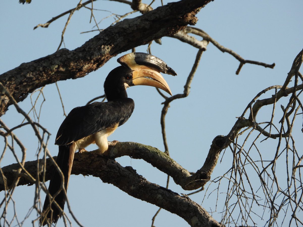 WouterFMD's tweet photo. Als laatste vogel uit Sri Lanka, de Malabarneushoornvogel. Vooral het broedgedrag is spectaculair, waarbij het vrouwtje ingemetseld wordt in bvb. een holle boom en gevoederd wordt door het mannetje. Van liefde en opoffering gesproken. Prettig weekend! https://t.co/kyHL8cM0nx