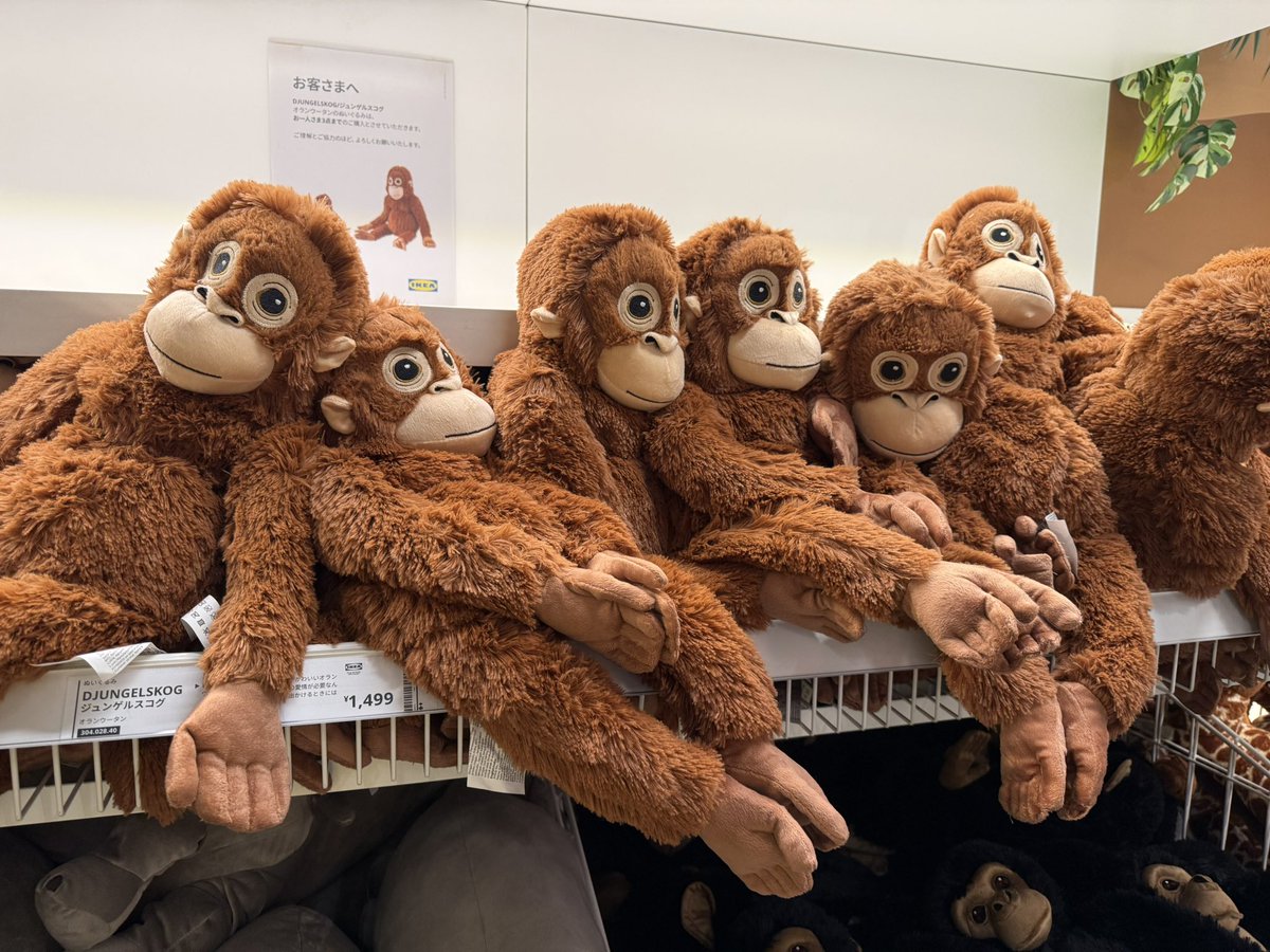 ARC_MONSTER's tweet photo. オランママいっぱい🐒 https://t.co/U0qSD2Y4RO
