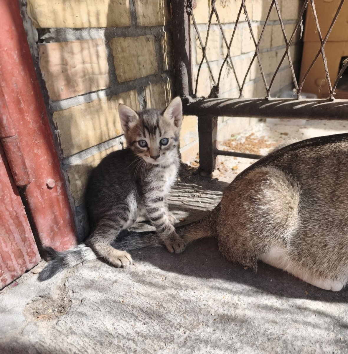Wild child _zauvek tweet media