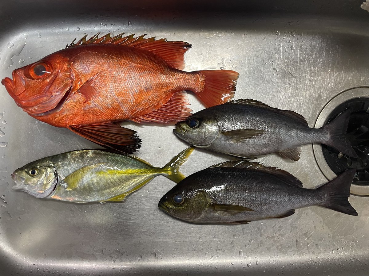 akafish5's tweet photo. 本日は初めましての大原・勇盛丸さんにて『キントキ五目＆イサキ』に。
釣果は
・キントキ1（38cm）
・イサキ5（最大34cm）
・シマアジ1（28cm）
でした。
釣果数は少なかったものの、新魚種２種で満足！
ちなみにイサキ3は小さくてリリース。 https://t.co/X1XMesfmF7