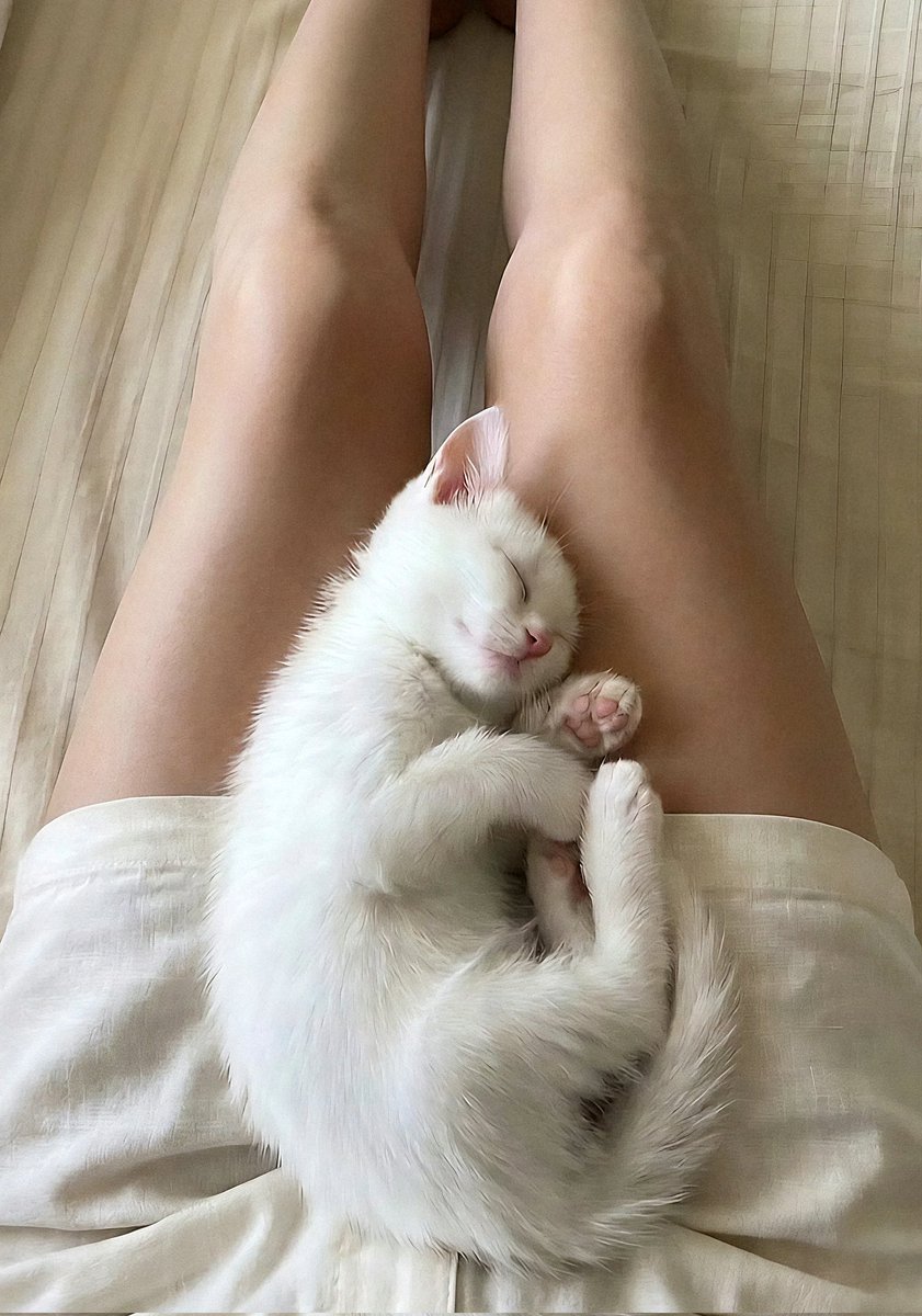 undownholy's tweet photo. she owns my lap rn 🐾 https://t.co/d6fMSb3FuZ