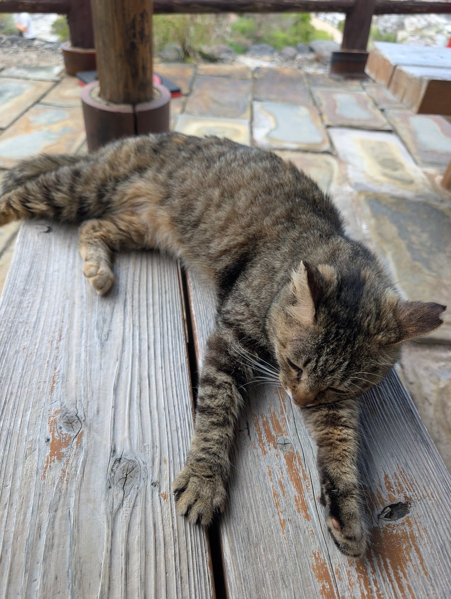 oddmutou's tweet photo. 雲仙地獄きたらなんか猫いっぱいおってかわいい。 https://t.co/LaahGe1kNT