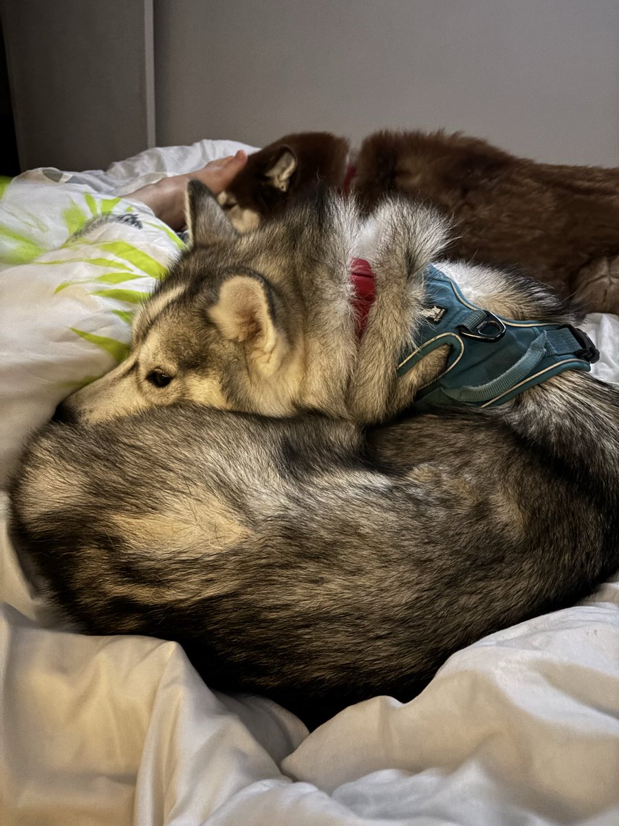Docwolfreal's tweet photo. When your #Husky decides to become a giant #donuts … https://t.co/vlrN7W3BM6