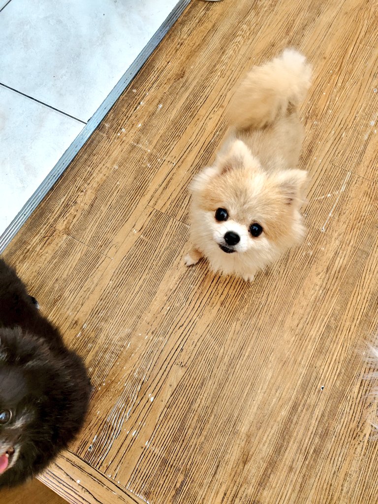 mimim226's tweet photo. 狗狗們口愛！！ https://t.co/GPMyFEGbp6