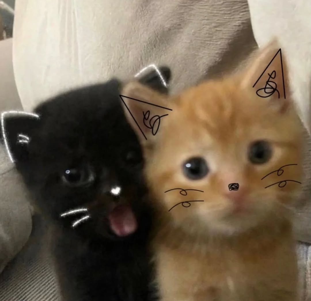 aura with cats tweet media