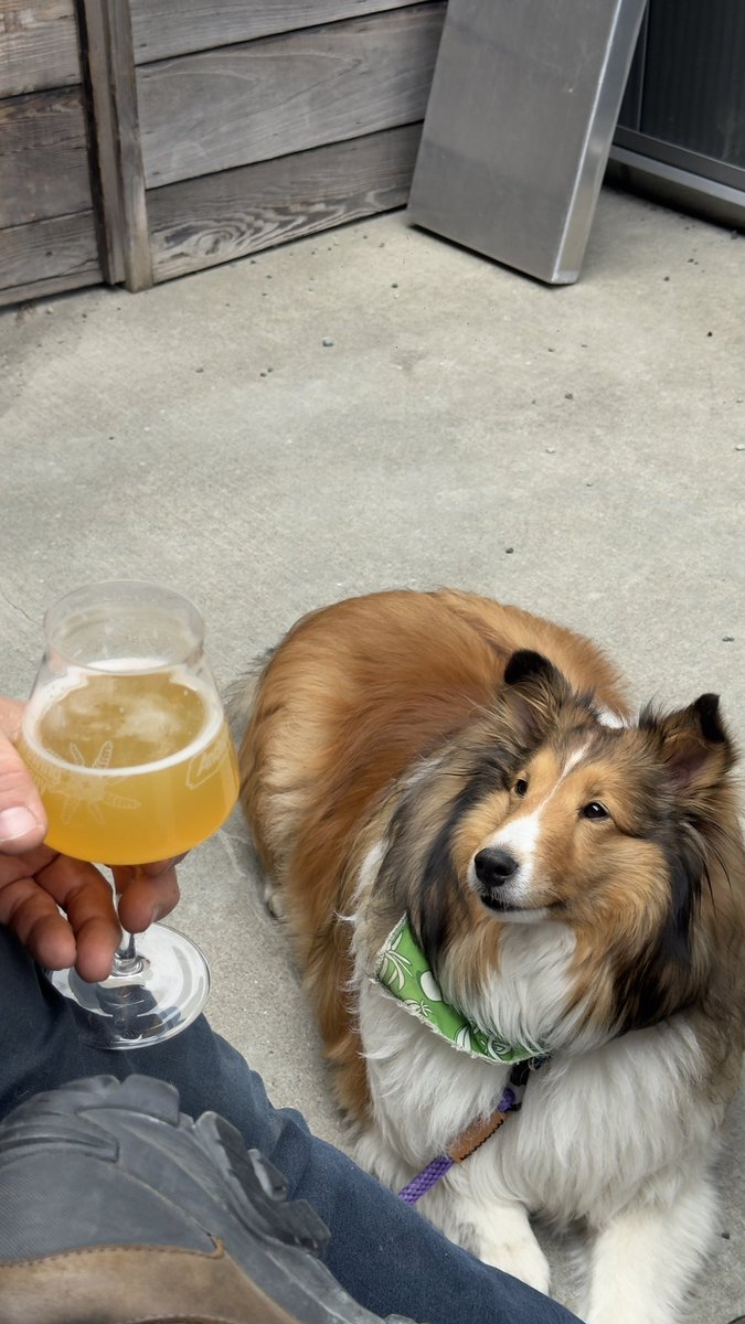 Jei_Ak's tweet photo. I was someone to look at me the way my dads dog looks at his beer https://t.co/NbQiT3I1Za