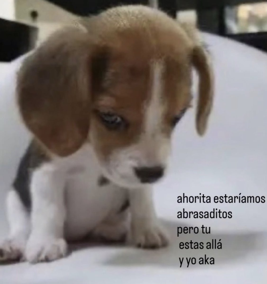 Mundo de Bigotes tweet media