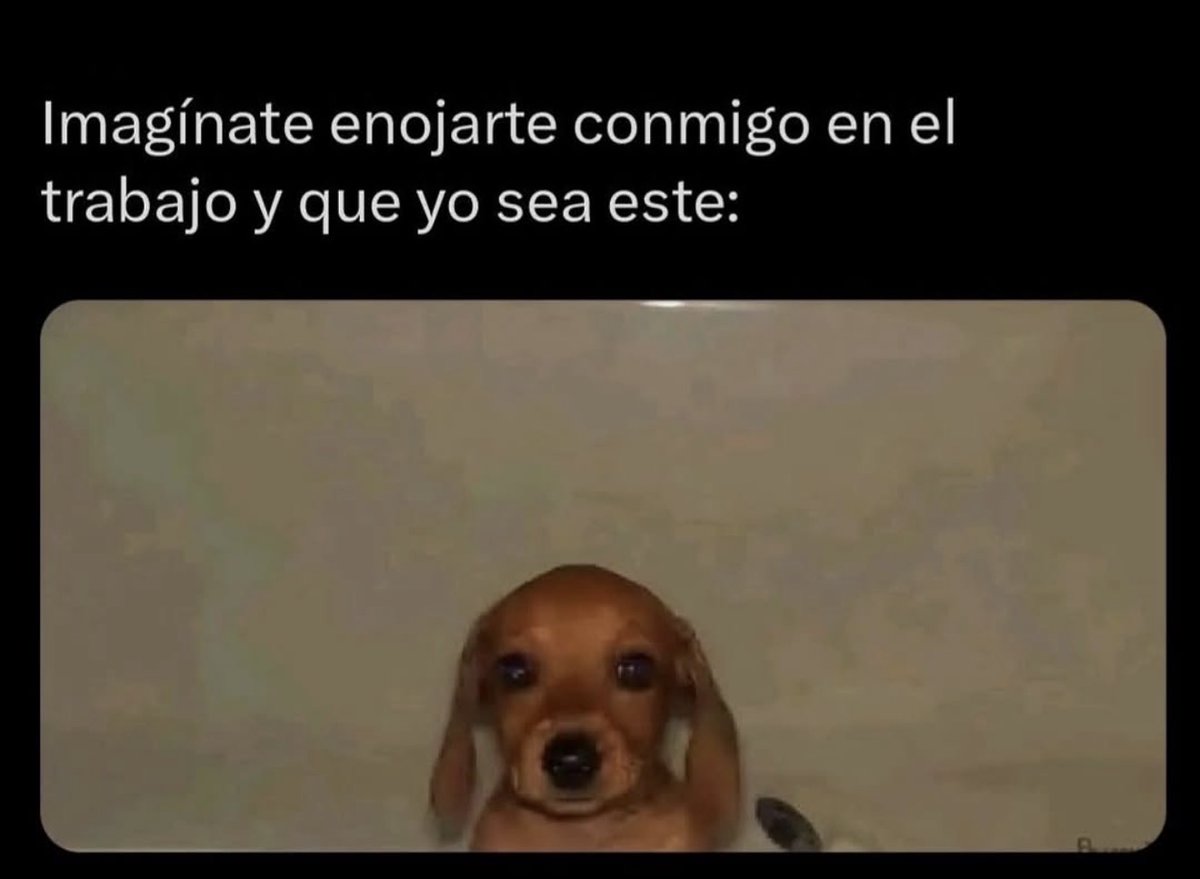 Mundo de Bigotes tweet media