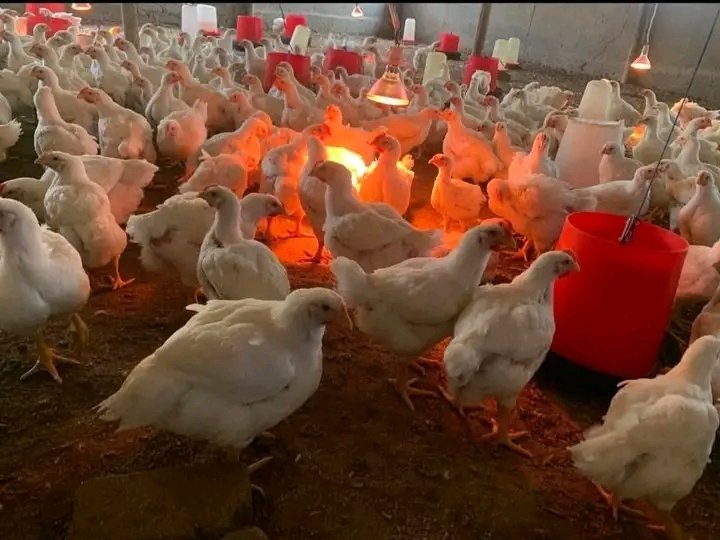 Trevor_sidogi's tweet photo. MEET NTSAKO SHIPANA A POULTRY FARMER FROM TZANEEN IN LIMPOPO 
She started her business with 500 chicks,Her business farm business now sells 1000 chickens monthly,She sells both live and slaughtered chickens,she has two full-time employees and two casual workers. https://t.co/v78xVeTyyr