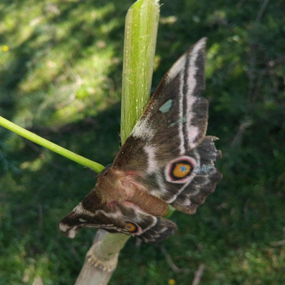 41_deon's tweet photo. Moth♡ https://t.co/pMEMgQEhao