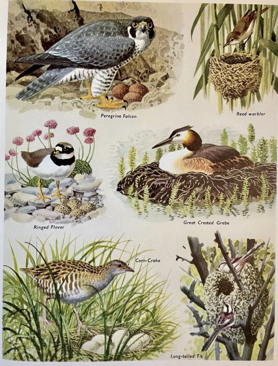 LBFlyawayhome's tweet photo. ‘Birds and their nests’
Artist: CF Tunnicliffe 

From: ‘Nature through the Seasons’ Odhams https://t.co/JJcZMG0xQS