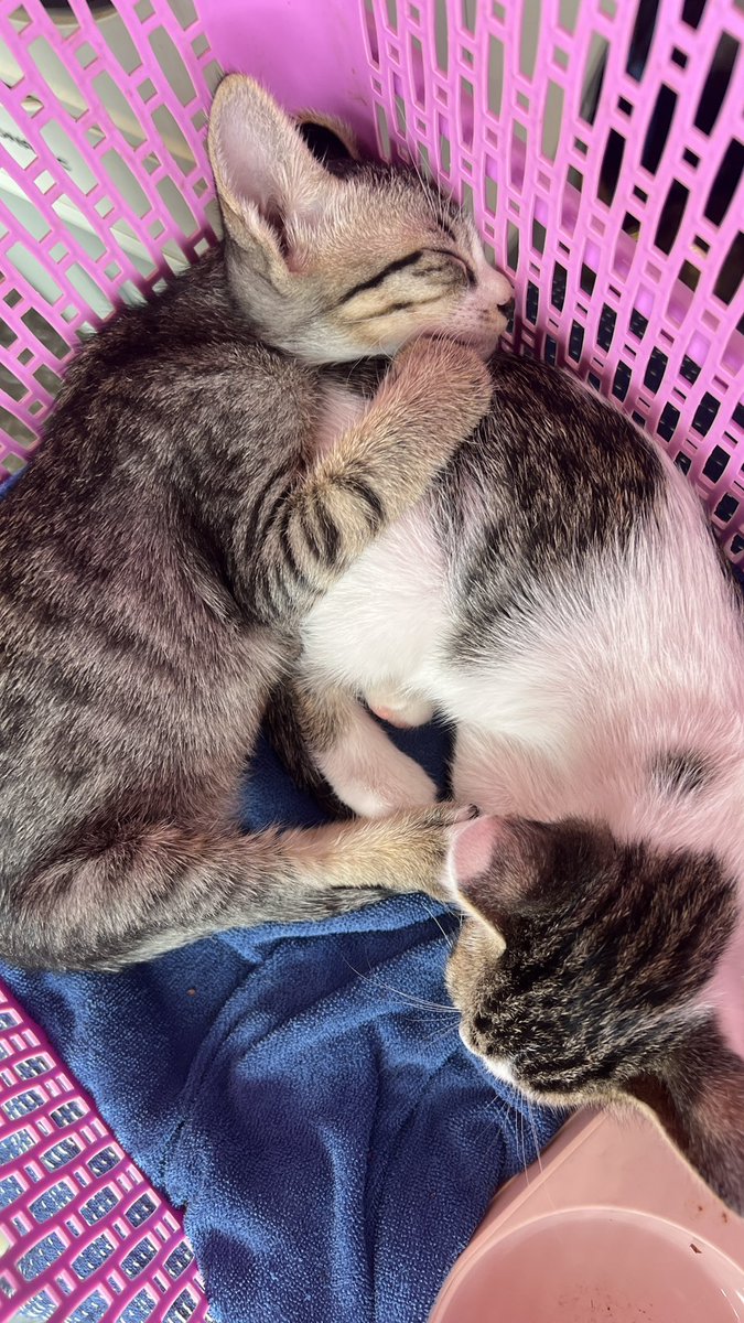 summerywayo's tweet photo. kindly rt 🙀
หาบ้านให้น้องแมวจร อายุ 2 เดือน ยังไม่ฉีดยา
ตัวลายตัวผู้ 
ตัวขาวตัวเมีย
📍จตุจักร ลาดพร้าว หมอชิต สะพานควาย ระแวกใกล้เคียง

น้องน่ารักนะค้าบ รอคนใจดีรับน้องไปคับ ❤️
ใครสนใจทักหาเราได้เลยนะ

#แมวหาบ้าน #หาบ้านให้น้องแมว #หาบ้านแมวจร #แมวจร https://t.co/8VkiqFIodG