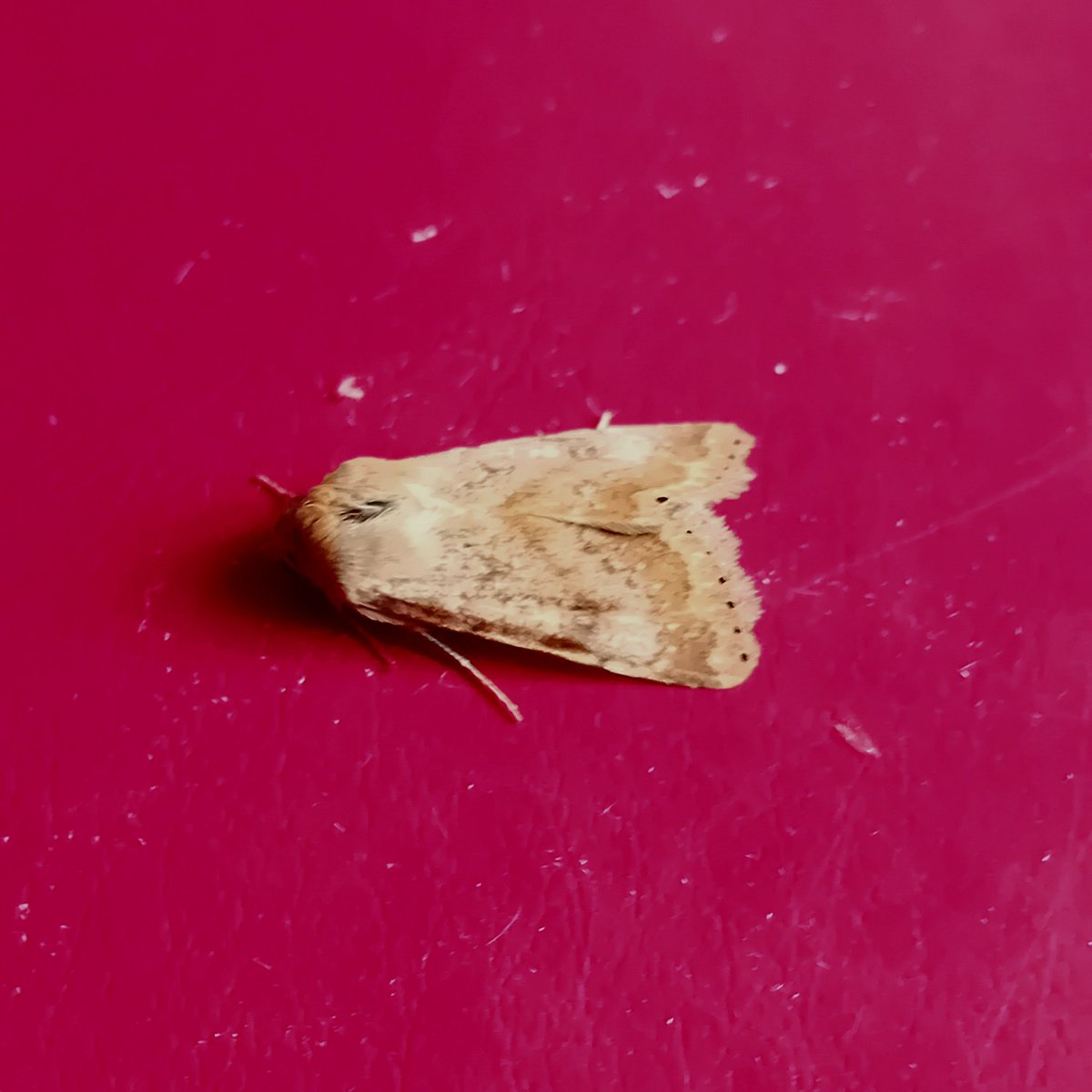 trapsite's tweet photo. Eastern bordered straw &amp; striped hawk from new romney traps last night plus gem &amp; 26 small mottled willow in over 100 sps https://t.co/3rSlfsSFcS