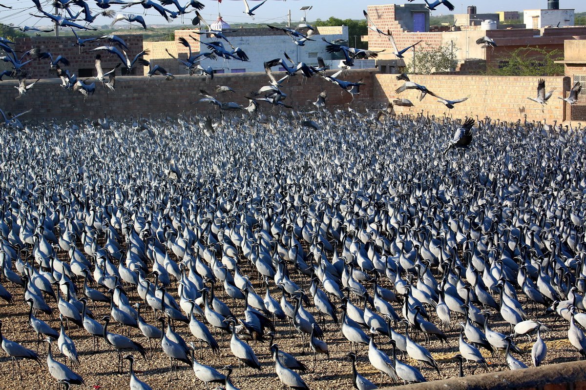 HimalayanMonk_'s tweet photo. A spectacle unlike any other.

Kheechan is one of the most spectacular avian sites on Earth to witness the gathering of Demoiselle Cranes. This small village on the edge of Rajasthan’s desert becomes a winter haven for thousands of these elegant birds.

Standing atop a nearby rooftop, we watch in awe as wave after wave of cranes arrives from the surrounding sand dunes, descending onto a football field-sized feeding ground where villagers have continued the tradition of caring for these birds for generations.

With 4000–5000 cranes often filling the sky, the sight, sound, and sheer scale of this gathering are simply unforgettable.

#wildworldindia #incredibleindia #demoisellecranes