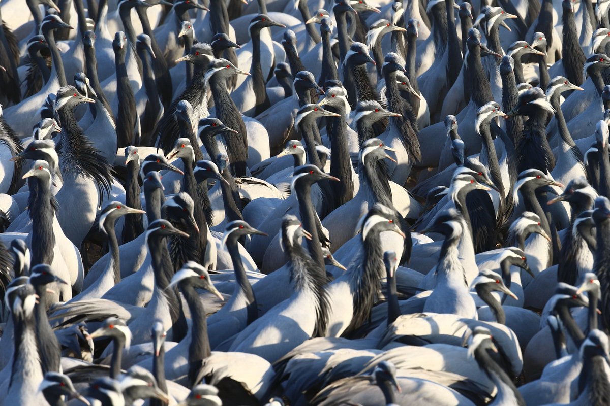 HimalayanMonk_'s tweet photo. A spectacle unlike any other.

Kheechan is one of the most spectacular avian sites on Earth to witness the gathering of Demoiselle Cranes. This small village on the edge of Rajasthan’s desert becomes a winter haven for thousands of these elegant birds.

Standing atop a nearby rooftop, we watch in awe as wave after wave of cranes arrives from the surrounding sand dunes, descending onto a football field-sized feeding ground where villagers have continued the tradition of caring for these birds for generations.

With 4000–5000 cranes often filling the sky, the sight, sound, and sheer scale of this gathering are simply unforgettable.

#wildworldindia #incredibleindia #demoisellecranes