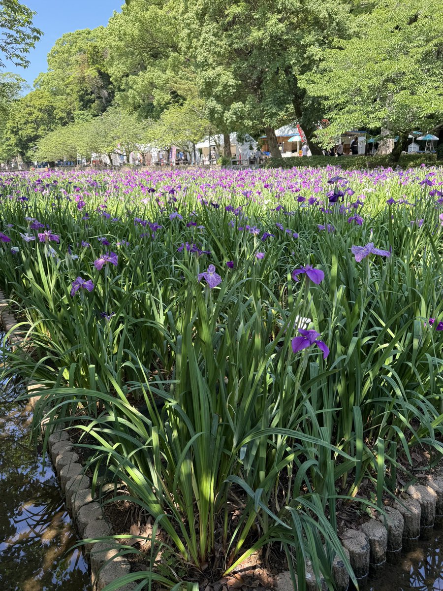 1957277's tweet photo. 大村、花菖蒲祭り。 https://t.co/u5eTfGo11K