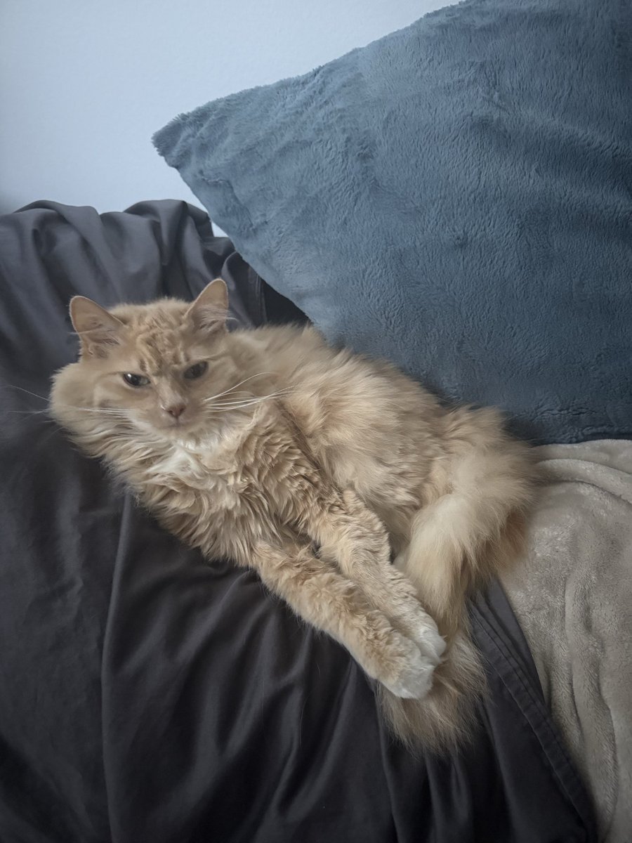 Nifftycat's tweet photo. @MJTruthUltra I’m catsitting this ginger soulless menace https://t.co/CfTUpzWjD1