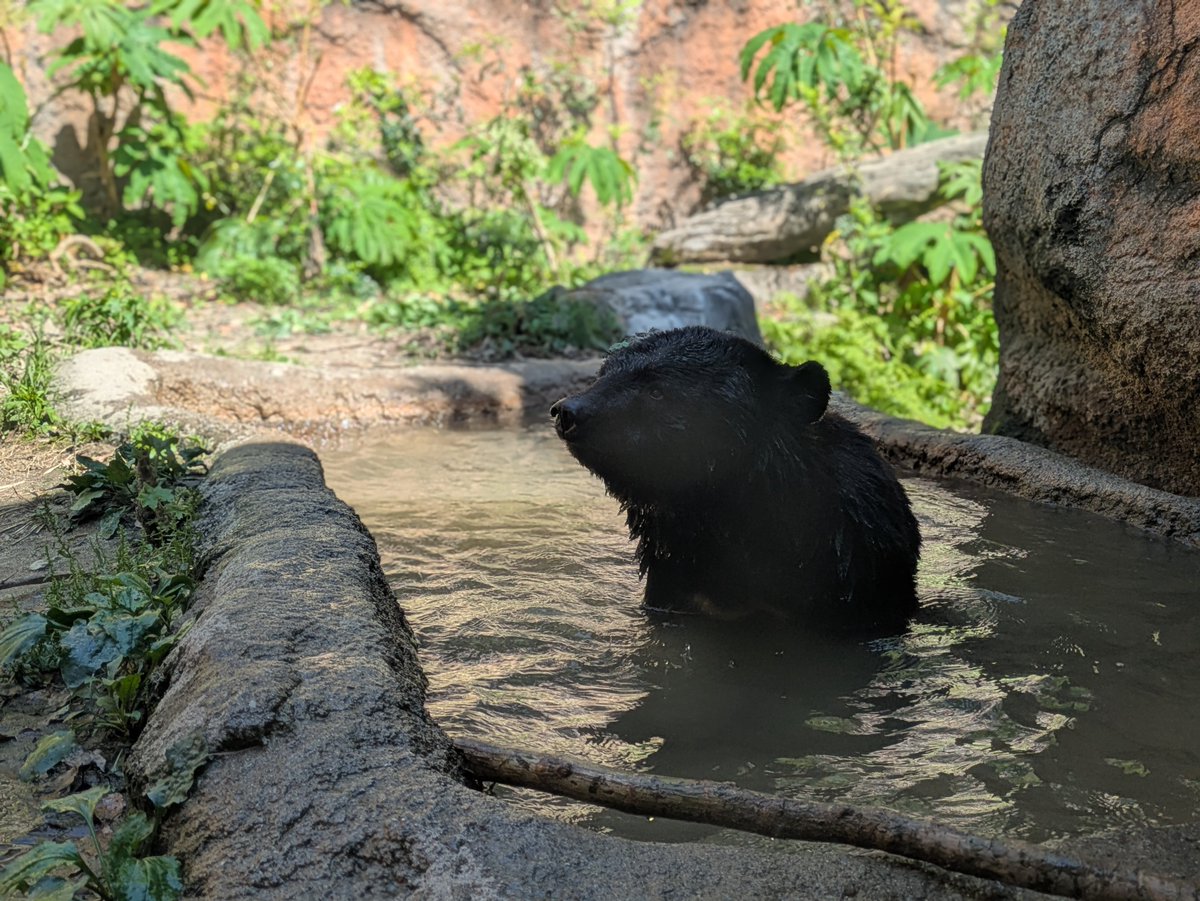 nezoolog's tweet photo. 『たくさん泳いでたくさん遊ぶ
ツキノワグマを見ていたら
一瞬でメロメロになってしまいました』
https://t.co/5qmyxaV3rx
…………………………………………………… 
#平川動物公園 #動物園 #zoo 
#ツキノワグマ #二ホンツキノワグマ
#japaneseblackbear https://t.co/dFO0cmbNLz
