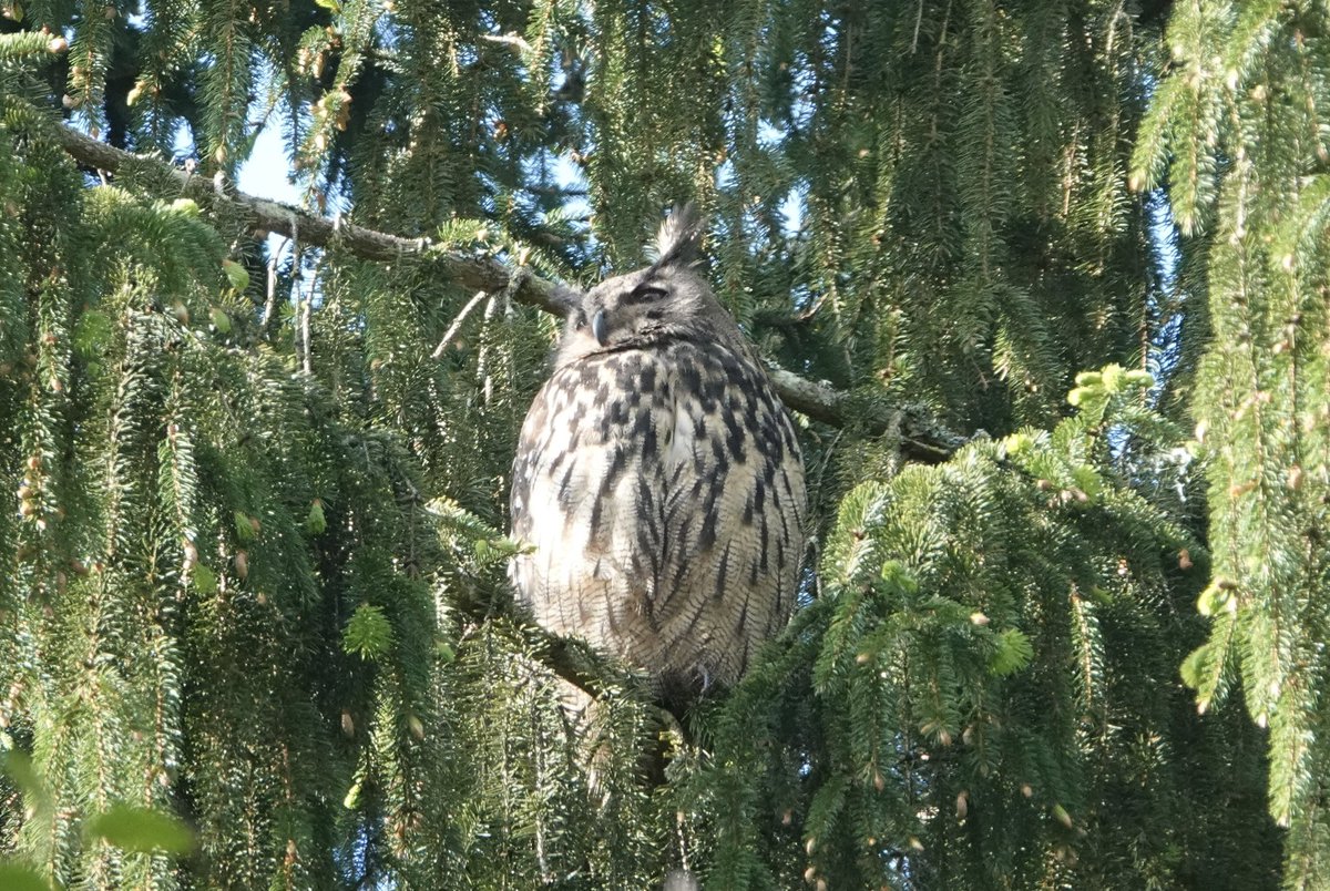 TheHomeCurrent's tweet photo. Have an eagle owl to spice up your Saturday. Pic courtesy of my 11yo https://t.co/nvUFVirY6Y