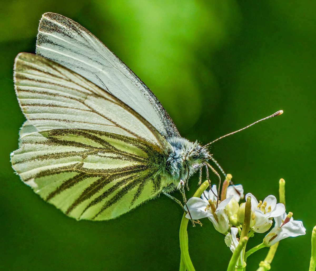 PaulWatkins14's tweet photo. Green-veined White butterfly study @GettyImages #UKNaturePhotography #butterflies https://t.co/if1vqzmssv