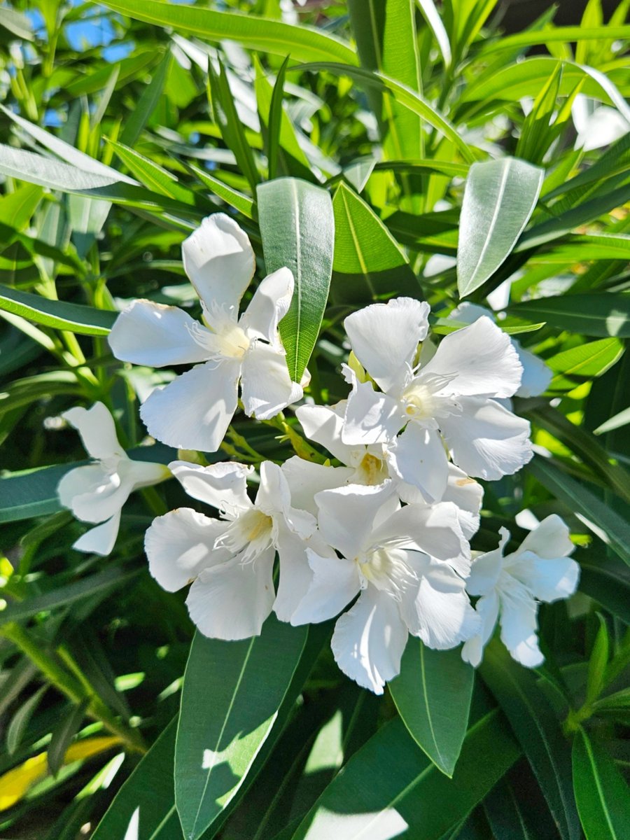ginger97at's tweet photo. 涼しげに咲く白花の夾竹桃。
雲ひとつない青空の下、
買い物ついでに近所を散歩してきた。 https://t.co/MTwmFQjspy