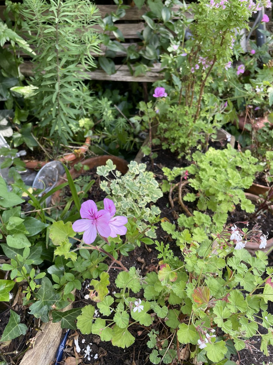 helen21206699's tweet photo. Good morning from #sunshine and #scented #geraniums in my little #cottage #garden https://t.co/2Sd5qtboJo