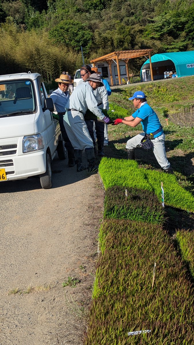 tanboart_hy's tweet photo. #西根田んぼアート2026
 #羽生くん田んぼアート2026
5月30日(土)🌾🌾🌾
朝の7時に集合して まずは苗箱の搬入、それから苗を作業しやすい場所に振り分けて置いていきます。 https://t.co/L1Y7uZoUiI