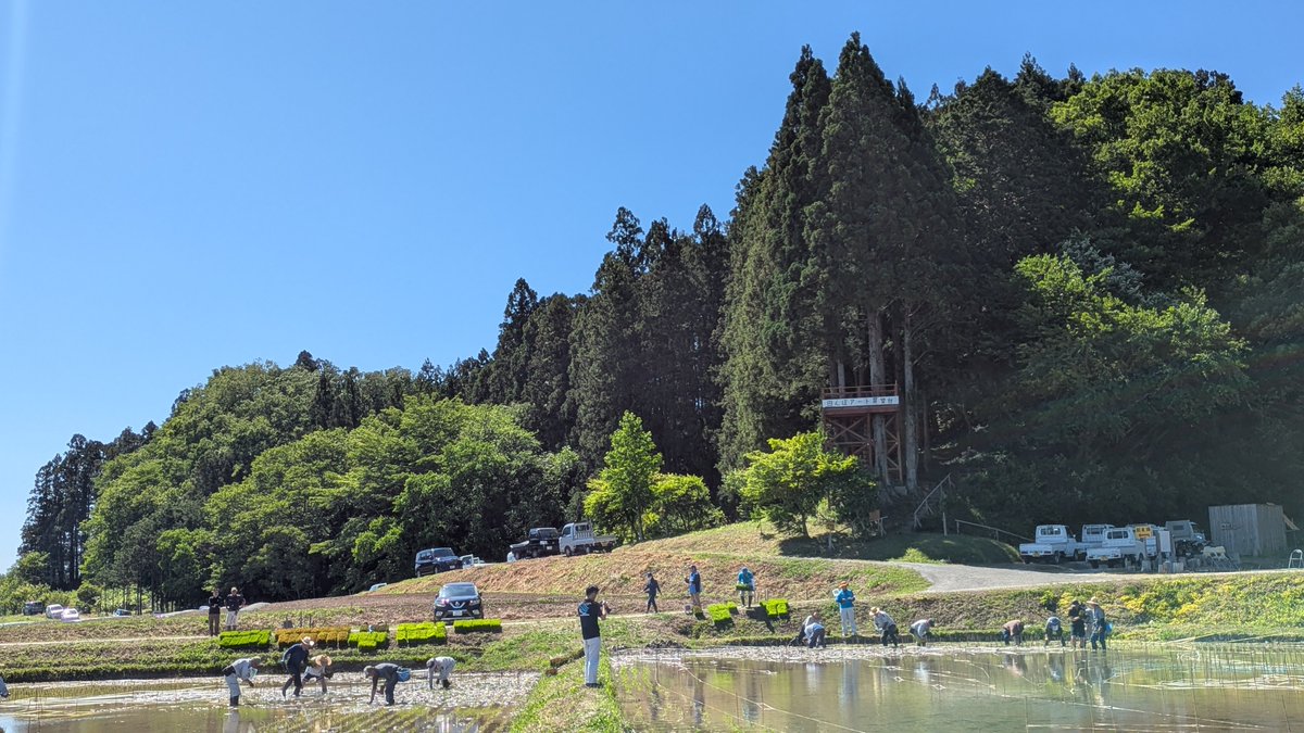 tanboart_hy's tweet photo. 5チームに分かれて 田植え開始！チームリーダーさんの指示の元 間違いの無いように確認しながら作業します。
とは言っても 田んぼの中ではあちこち楽しい井戸端会議といったところ😊 https://t.co/EcXueZgxiy