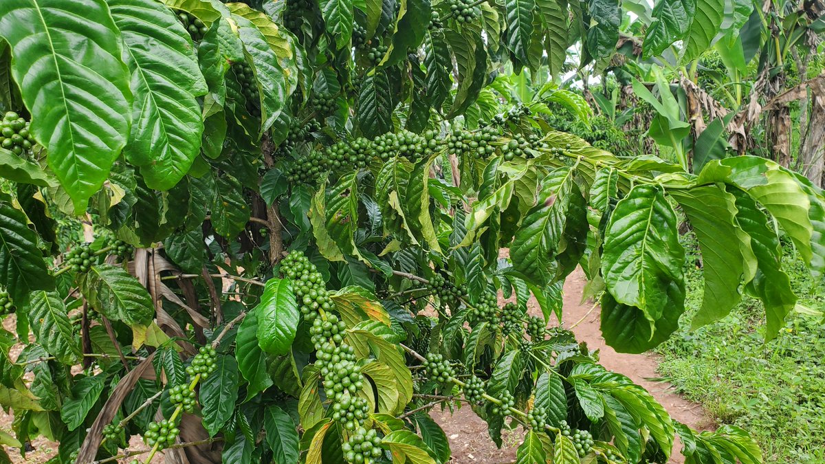 simonkakaum's tweet photo. A smart farmer protects both the crop &amp; the income. Insure your coffee plantation today &amp; approach the harvest season with confidence, knowing your investment is fully protected against covered risks.
@IraUganda #DrivingInsuranceGrowth #BeInsured https://t.co/LirVtl3ZCc