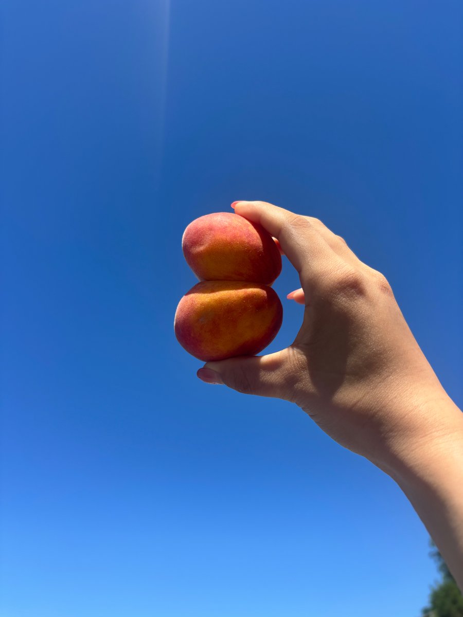 t_doitsu's tweet photo. 双子の桃・・・？

6/6（土）より東京ドイツ村では桃狩りが始まります！

桃園を探索中に双子の桃を発見しました👀
なんだか縁起が良さそうで嬉しい！！

太陽の光をたっぷり浴びた、甘くてジューシーな東京ドイツ村の桃狩り、皆さまお楽しみに💫

#東京ドイツ村　#桃狩り　#桃 https://t.co/56NSGGJQzX