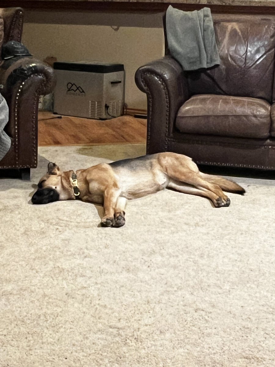 BethRey57271108's tweet photo. We are up late as my husband is out of town . Watching many YouTube’s . My sweet rescue #Bella is hanging out with me . The boys are off to the side of the pic . We are indeed a pack . #BellaBell https://t.co/cC8QMV5vZd