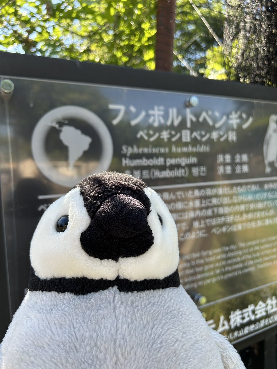 miyakawapen08's tweet photo. 🐧ぼくはエンペラーペンギンだよ https://t.co/rKs09pGyuK