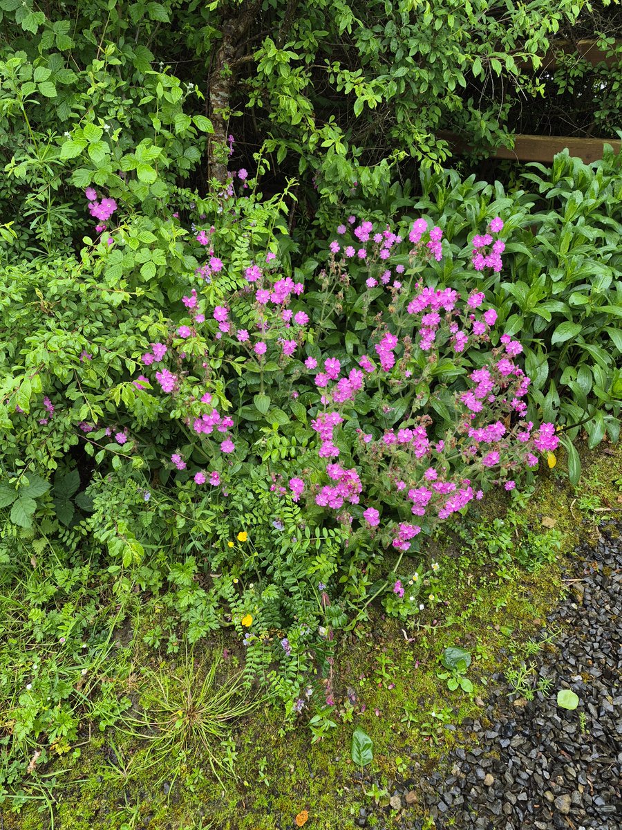 mylastsatoshi's tweet photo. That’s Red Campion (Silene dioica)! 🌸
Commonly found across the UK and Ireland, this hardy wildflower loves woodlands and verges. Its deep pink blossoms are an important early-summer food source for bees, butterflies, and moths. 🐝✨ #Wildflowers #NatureID https://t.co/QfA2UaGuZX