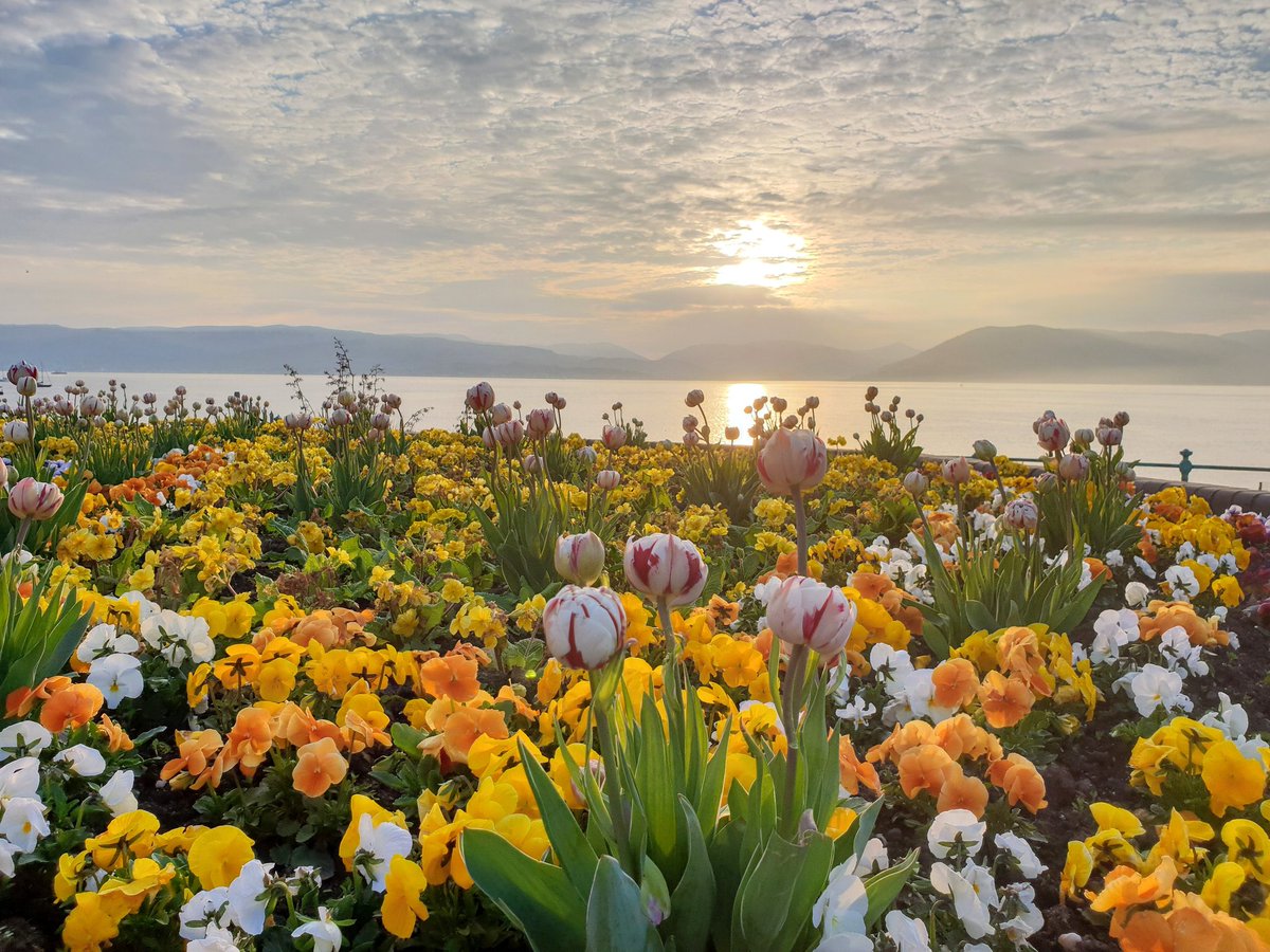 StephenAHenry's tweet photo. SCOTLAND IN FRAME - 2027 CALENDAR

Incredibly close vote &amp; fantastic response ‘Flowering Sunset’ in Inverclyde is the May image - Scotland in Frame 2027 Calendar.

A huge thank you once again to everyone who engaged.

❤️

#scotlandinframe #scotlandisnow #scotland #2027calendar https://t.co/Il7fSHje74