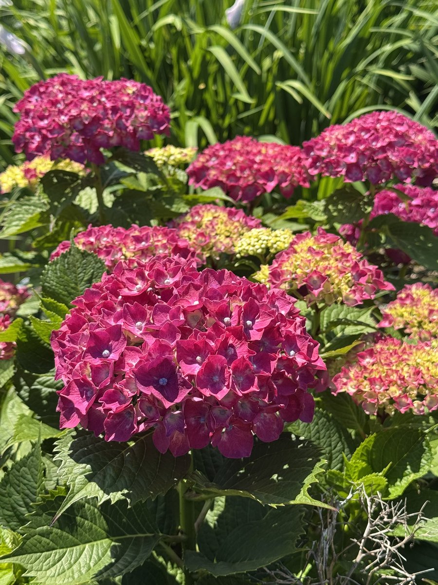 comononnon's tweet photo. 今日は良い天気
ご近所にお花を見に行きました
母がジャーマンアイリスが好きで
毎年庭に咲いた花を生けていたのを
思い出す
母が育てていたような大きな花は
なかったけれど、いろんな色があったよ https://t.co/McJIKdsJXa