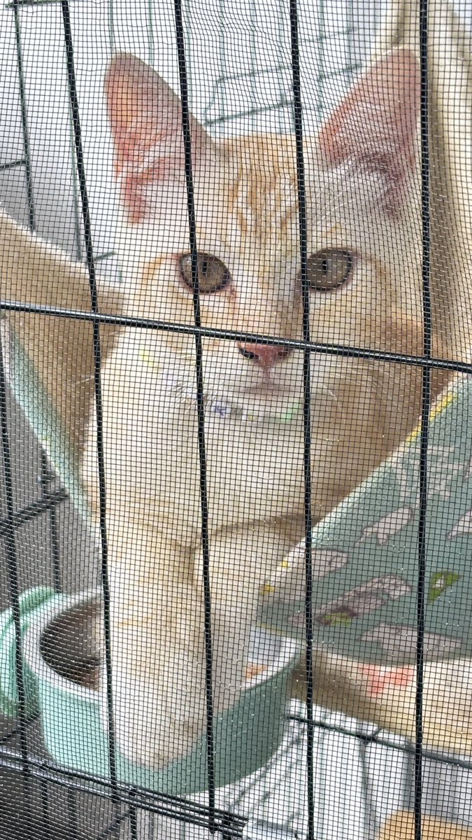 vevenunuzz's tweet photo. Mau open adopttt kucing kampung jantan jakarta barat 🥺💔

Soalnya aku udh pindah dan keluarga gada yg bs urus huffftt
- usia 6 bulanan
- udh vaksin kedua
- udh steril
Gaperlu byr apa2 tp ambil sendiri di rumahku yaa. Dpt sisa pasir sm pakannya, mainannya dll pet cargo jg ada https://t.co/igC1tlwuPR