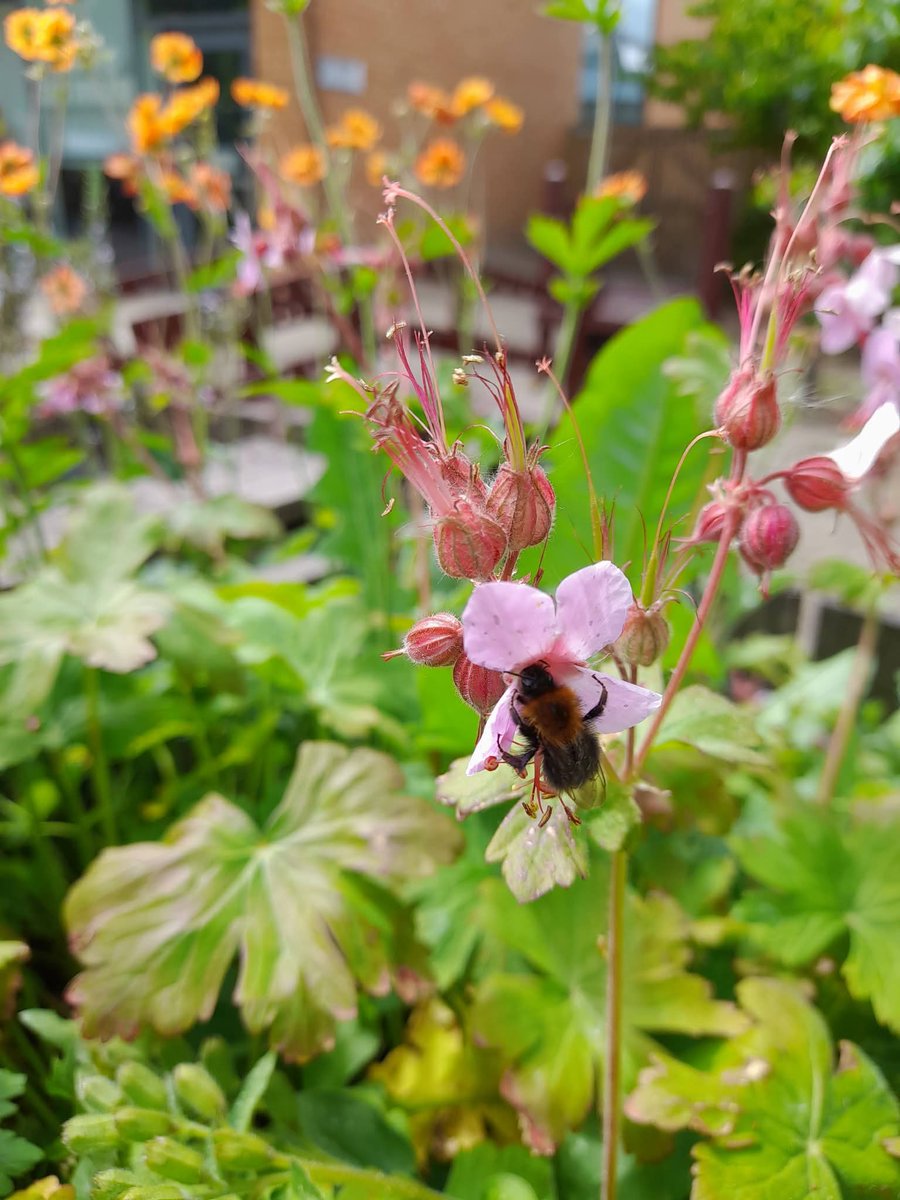 Inspiring_Comms's tweet photo. Our Intergenerational gardening group are delighted with their RHS Campaign for School Gardening  level 1 award. It's great to see our beautiful Beds for Bees buzzing with life.
#gardenforwildlife 
#InspiringCommunities 
#CommunityWellbeing 
#rhs
#intergenerational https://t.co/Wac1JFVE7u