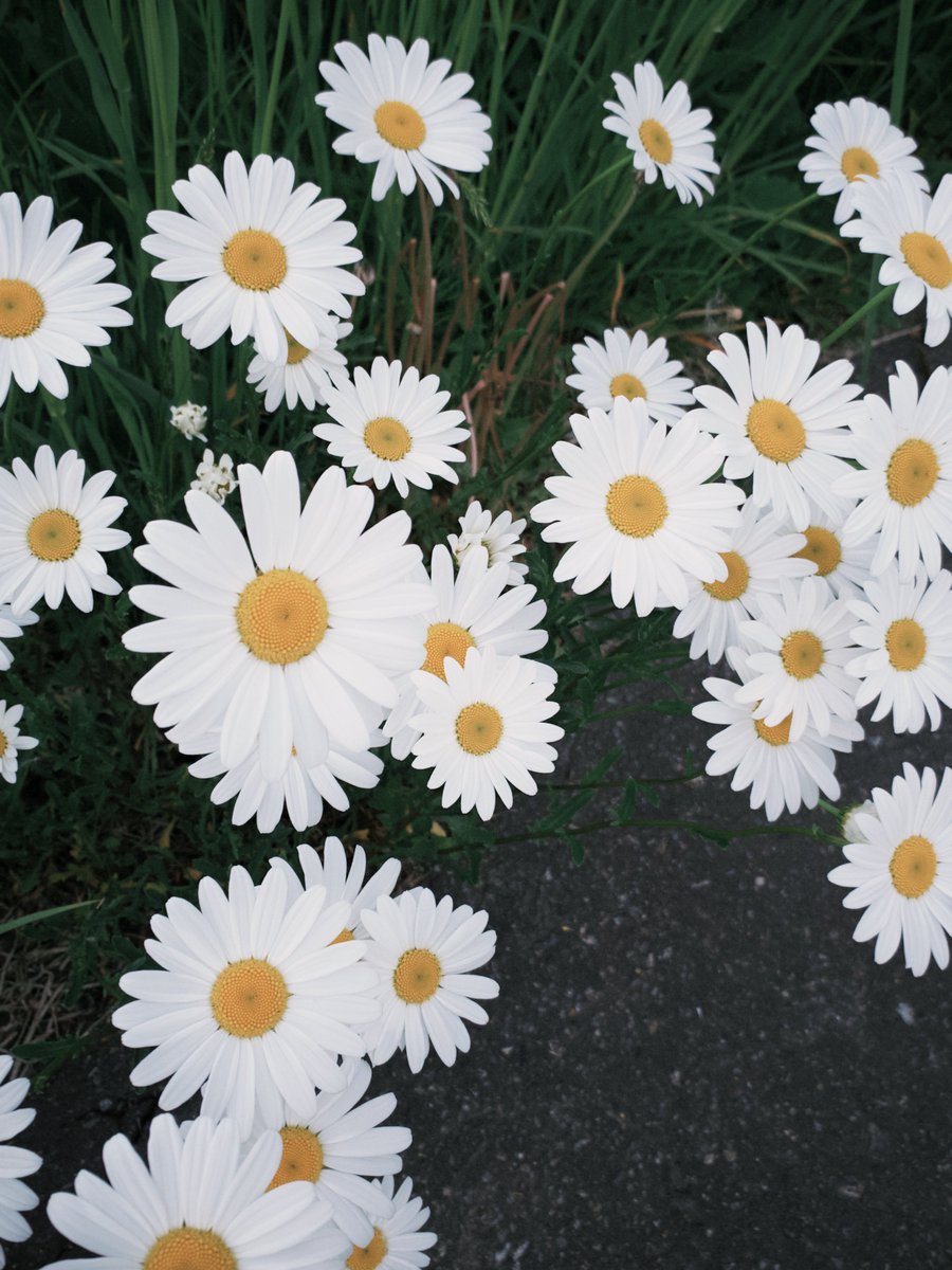 小学生の花占いの犠牲になりがちなマーガレット。