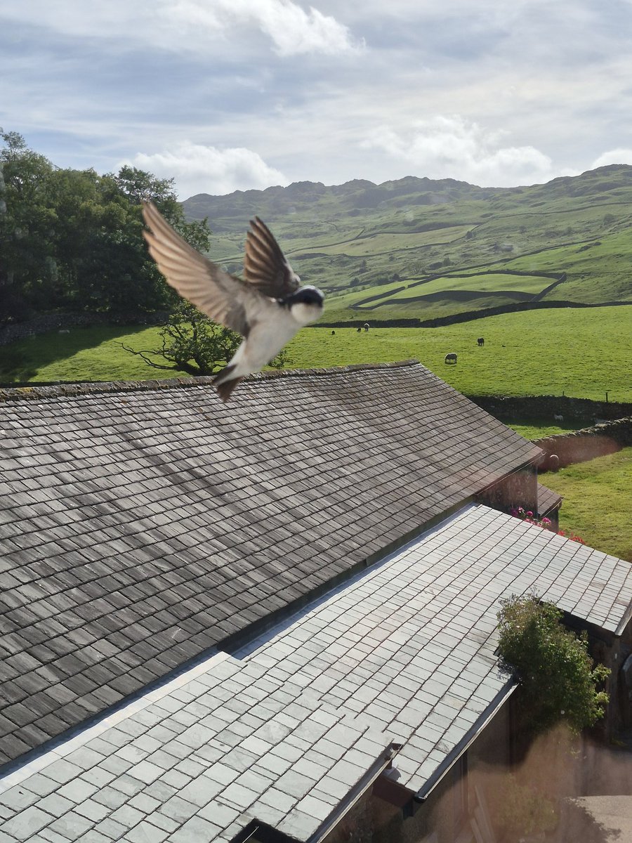PhilSipocz's tweet photo. #SwallowSaturday Every year the swallows return to the barns. Every day we watch them bombing about. This morning we spent a few minutes watching them close up fron tge bedroom window whilst they got breakfast. #LakeDistrict #Lakes #Cumbria https://t.co/gf6s3hCu8j