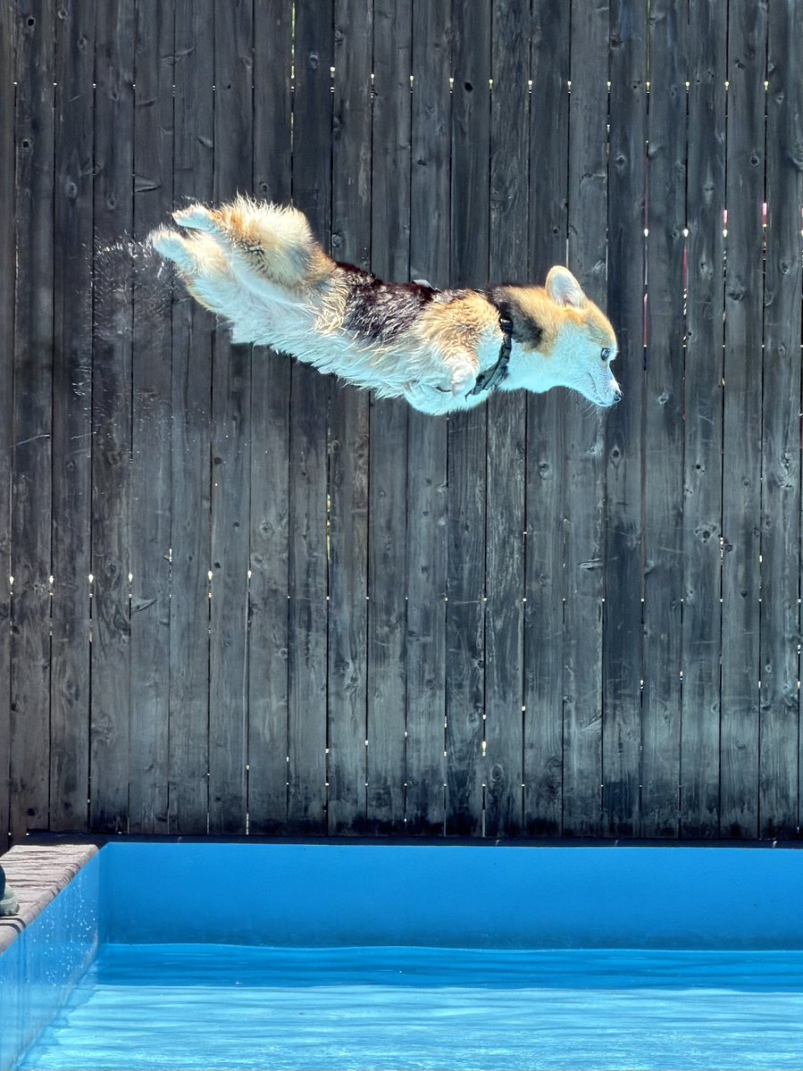 elmoelmodog tweet media