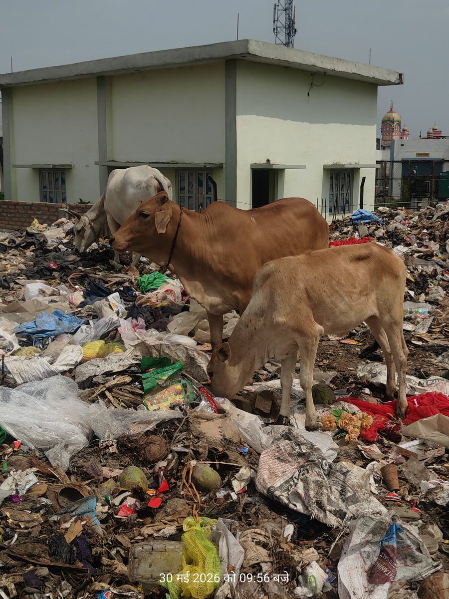 ritesh94616752's tweet photo. मैं भाजपा कार्यकर्ता अपने अयोध्या के जनपतिनिधि से मांग करता हूं कि योगी जी की बदनामी ना हो गौमाता को कूड़ा कचड़ा ना खिलाया जाए इन्हें गौशाला के अंदर रखा जाए कूड़े स्��ल काशीराम कॉलोनी कोई गौमाता ना जाने पाए 
@Jayendra_IAS @AyodhyaNgrNigam @dmayodhya @CMOfficeUP @myogiadityanath https://t.co/JM6IsDuGVW
